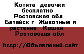 Котята (девочки) бесплатно. - Ростовская обл., Батайск г. Животные и растения » Кошки   . Ростовская обл.